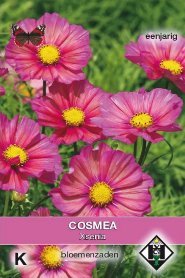Cosmea Xsenia (Cosmos) 110 zaden